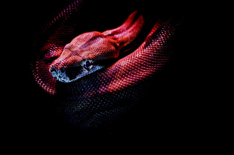 Python verwenden mit einer MongoDB